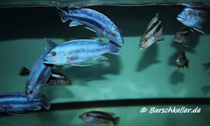 Melanochromis kaskazini